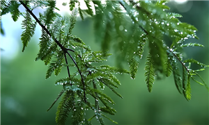 1 Minute Nature Sounds